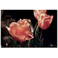 Trademark Fine Art Martha Guerra Yellow Tulips VIII Canvas Art