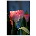 Trademark Fine Art Martha Guerra A Pair of Tulips II Canvas Art