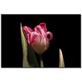 Trademark Fine Art Martha Guerra Blooming Tulip Canvas Art
