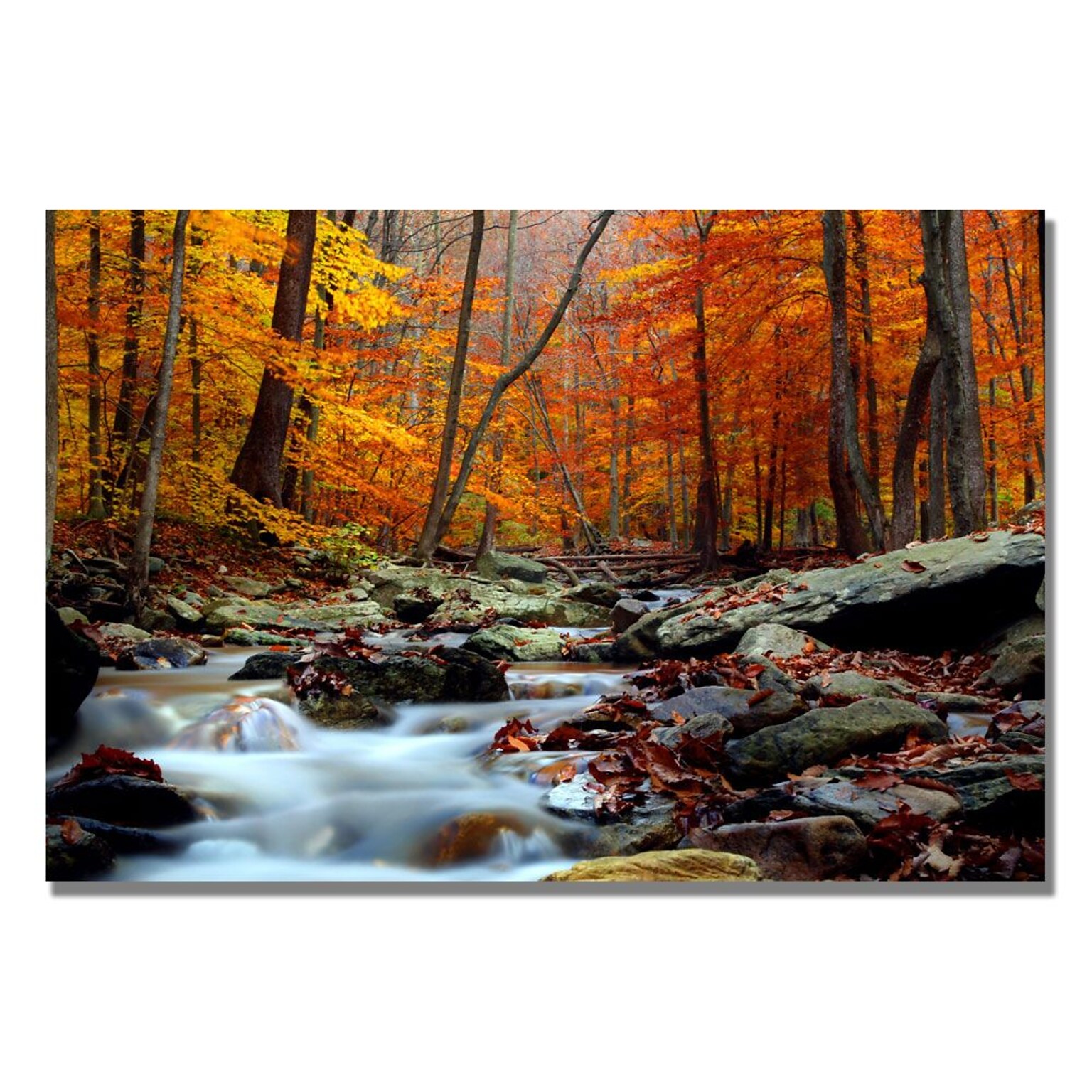 Trademark Fine Art CATeyes Ultimate Truth Canvas Art 30x47 Inches (MZ0211-C3047GG)