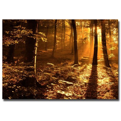 Trademark Fine Art Philippe Sainte Laudy Morning Light Canvas Art 30x47 Inches