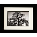 Diamond Decor Ansel Adams Oak Tree Sunset Framed Print Art, 10 x 12