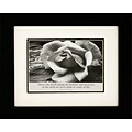 Diamond Decor Ansel Adams Rose Framed Print Art, 10 x 12