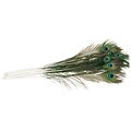 Zucker Peacock Eye Feathers, Natural, 12/Pack