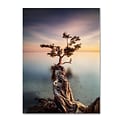 Trademark Fine Art Water Tree III 16 x 24 Canvas Art