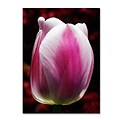 Trademark Fine Art Perfect Pink and White Tulip 22 x 32 Canvas Art