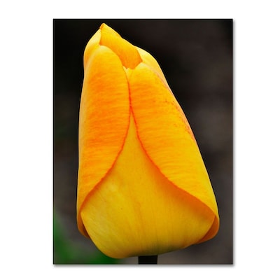 Trademark Fine Art Perfect Yellow Tulip 22 x 32 Canvas Art