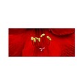 Trademark Fine Art Red (Amaryllis) 20 x 47 Canvas Art