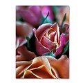 Trademark Fine Art Mauve and Peach Roses 14 x 19 Canvas Art