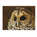 Trademark Fine Art Barred Owl Portrait 30 x 47 Canvas Art