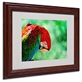 Trademark Fine Art Colorful Macaw 11 x 14 Wood Frame Art