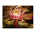 Trademark Fine Art Magic Lily 14 x 19 Canvas Art