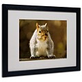 Trademark Fine Art Smiling Squirrel 16 x 20 Black Frame Art