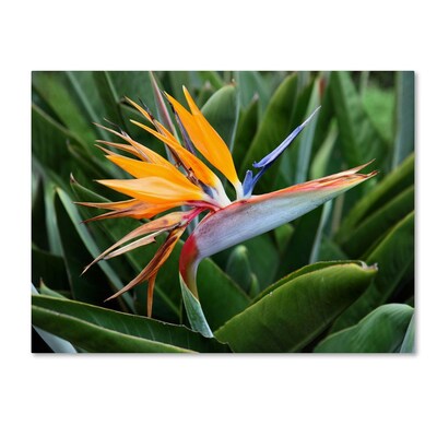 Trademark Fine Art Bird of Paradise 14 x 19 Canvas Art