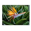 Trademark Fine Art Bird of Paradise 14 x 19 Canvas Art