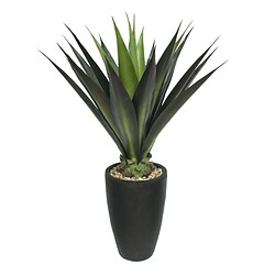Plants