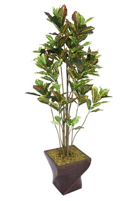 Laura Ashley 82 Croton Tree With Multiple Trunks in 17 Fiberstone Planter