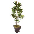 Laura Ashley 82 Croton Tree With Multiple Trunks in 17 Fiberstone Planter