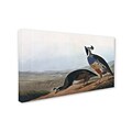 Trademark Fine Art Californian Partridge 18 x 32 Canvas Art