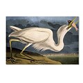 Trademark Fine Art Great White Heron 16 x 24 Canvas Art