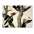 Trademark Fine Art Ivory-Billed Woodpecker 26 x 32 Canvas Art