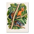Trademark Fine Art Red-Bellied Squirrel 35 x 47 Canvas Art
