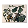 Trademark Fine Art Yellow-Billed Cuckoo 14 x 19 Canvas Art