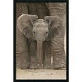 Amanti Art Big Ears - Baby Elephant Framed Print Art, 37.38 x 25.38