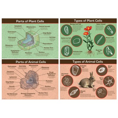 Carson Dellosa® Bulletin Board Set, Animal & Plant Cells