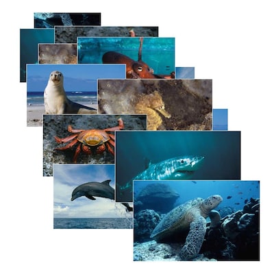 Stages Learning Materials® 14 x 19 Sea Life Poster Set, Grades Pre-School (SLM157)