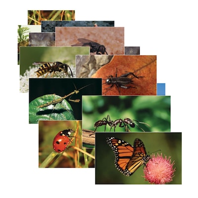 Stages Learning Materials® Insects & Bugs Poster Set (SLM158)