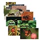 Stages Learning Materials® Insects & Bugs Poster Set (SLM158)