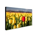 Trademark Pierre Leclerc Red Tulip Gallery-Wrapped Canvas Art, 22 x 32