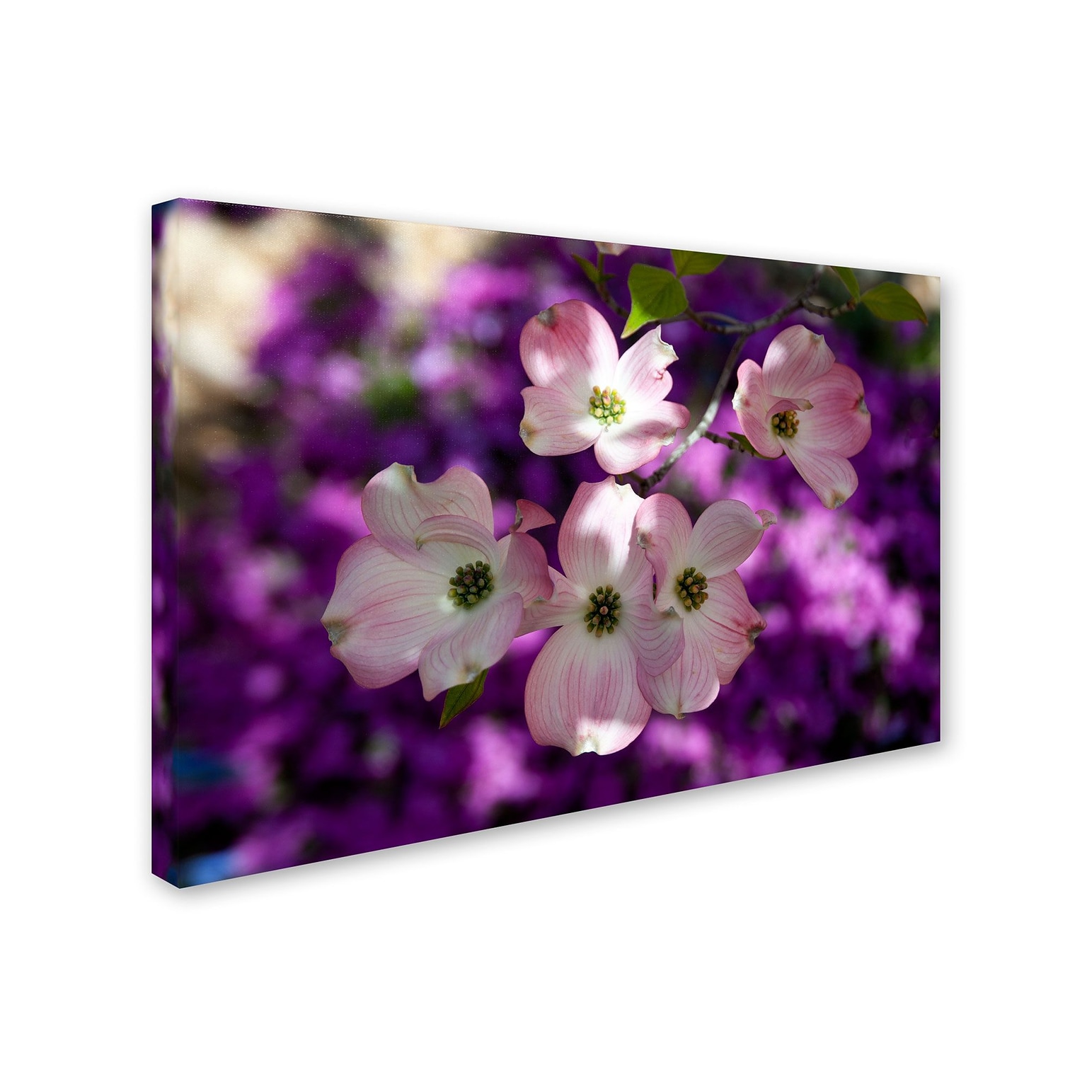 Trademark Kurt Shaffer Pink Dogwood Gallery-Wrapped Canvas Art, 30 x 47