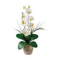 Nearly Natural 1016-CR Phalaenopsis Floral Arrangements, Cream