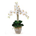 Nearly Natural 1017-CR Triple Phalaenopsis Floral Arrangements, Cream