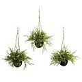 Nearly Natural 6742 Ruscus and Sedum Set of 3 Hanging Plant in Basket