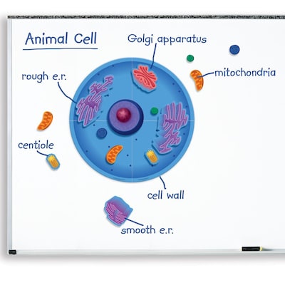 Learning Resources Giant Magnetic Animal Cell