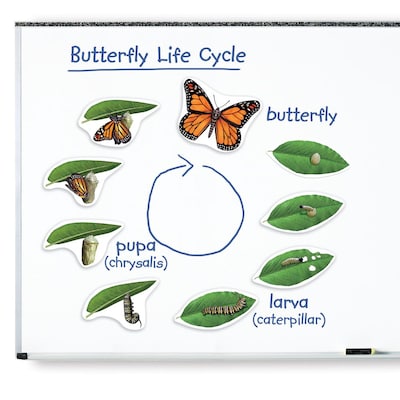 Learning Resources Giant Magnetic Butterfly Life Cycle (LER6043)