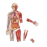 Learning Resources® Double Sided Magnetic Human Body
