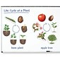 Learning Resources Giant Magnetic Plant Life Cycles