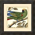 Amanti Art Tropical Parrot I Framed Art Print by Martinet, 23.38H x 23.38W