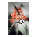 Trademark Philippe Sainte-Laudy Soft Grey 3 Gallery-Wrapped Canvas Art, 30 x 47