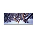 Trademark David Evans Highcountry Snowgums Gallery-Wrapped Canvas Art, 10 x 32