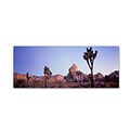 Trademark David Evans Mojave Glow-Joshua Tree NP Gallery-Wrapped Canvas Art, 16 x 47