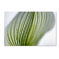 Trademark Kurt Shaffer Orchid Abstract Blurred Lines Gallery-Wrapped Canvas Art, 22 x 32