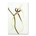 Trademark Kurt Shaffer Spider Orchid Gallery-Wrapped Canvas Art, 12 x 19