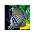Trademark Kurt Shaffer Tropical Fish 2 Gallery-Wrapped Canvas Art, 24 x 24