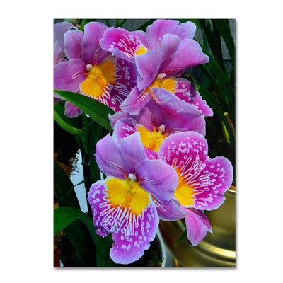 Trademark Kurt Shaffer Happy Orchids Gallery-Wrapped Canvas Art, 24 x 32