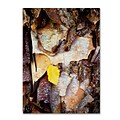 Trademark Kurt Shaffer Birch Leaf Gallery-Wrapped Canvas Art, 24 x 32